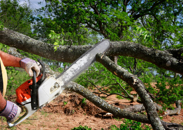 Best Tree Risk Assessment  in Seminole Manor, FL